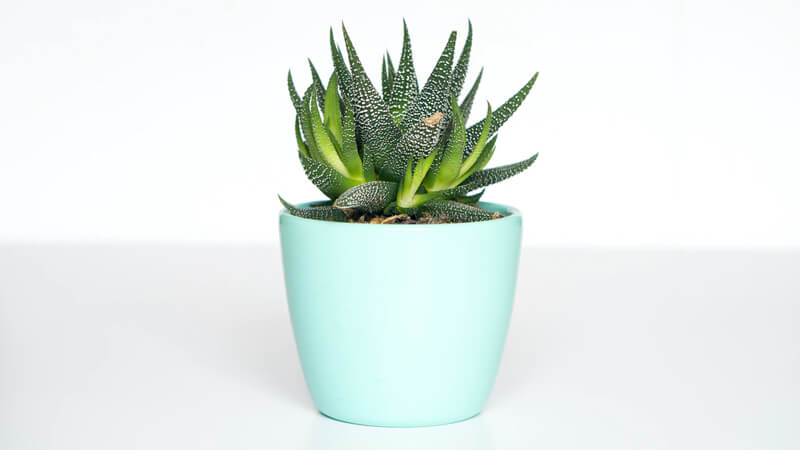 Green succulent plant with pointed leaves in a light blue ceramic pot placed on a white surface with a bright and minimal background, creating a calm and fresh atmosphere